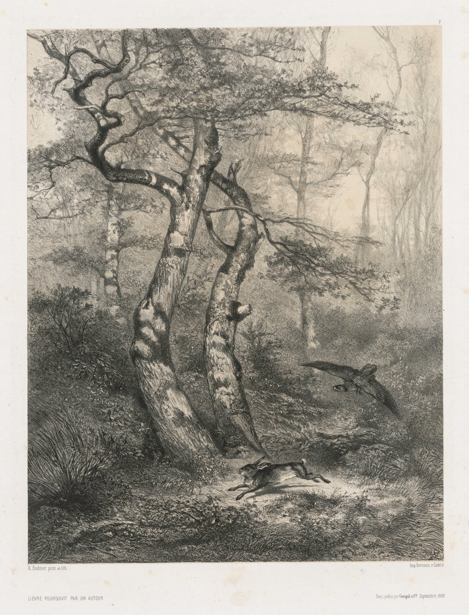 Zajíc pronásledovaný jestřábem, 1858. od Karl Bodmer