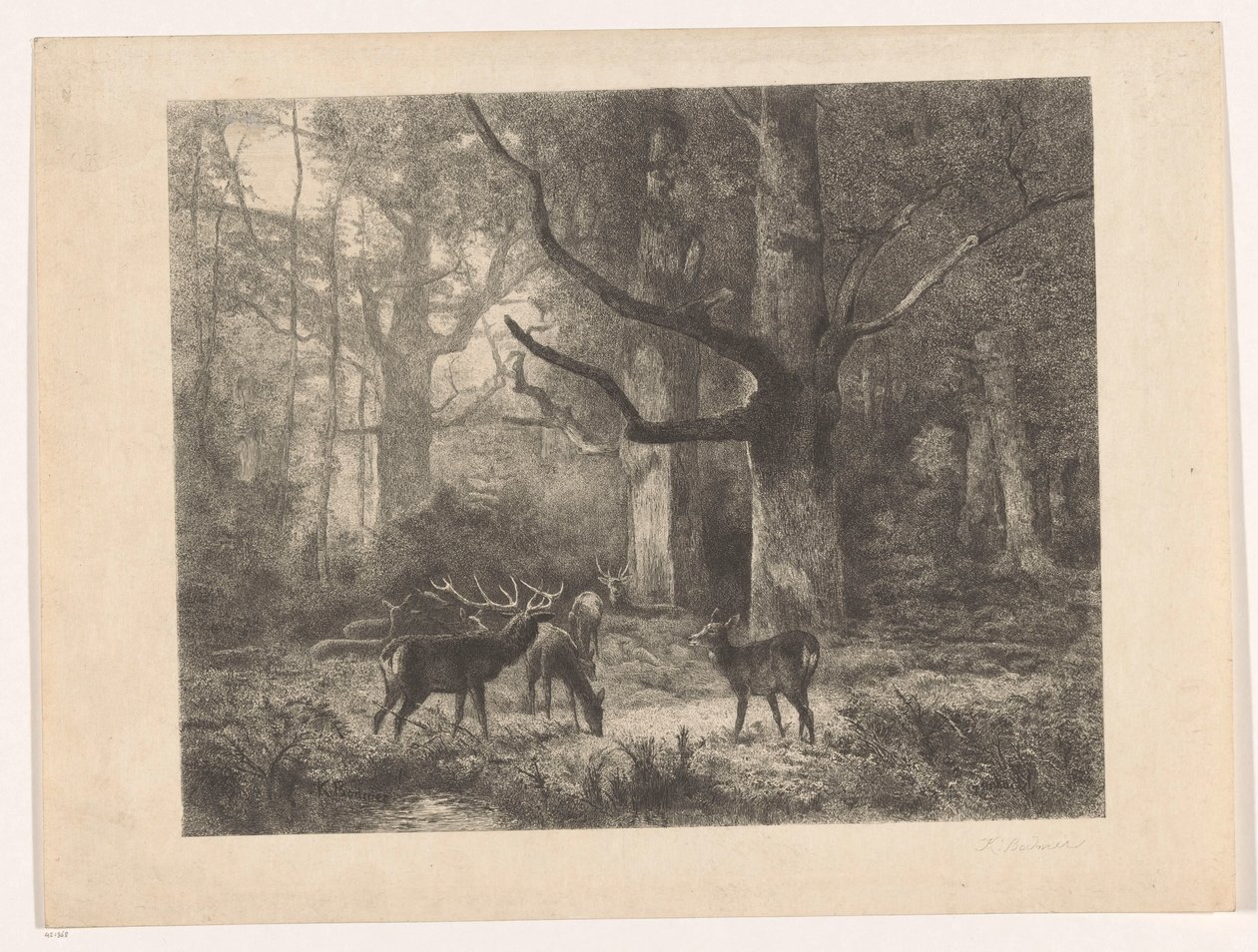 Jelen v lese od Karl Bodmer