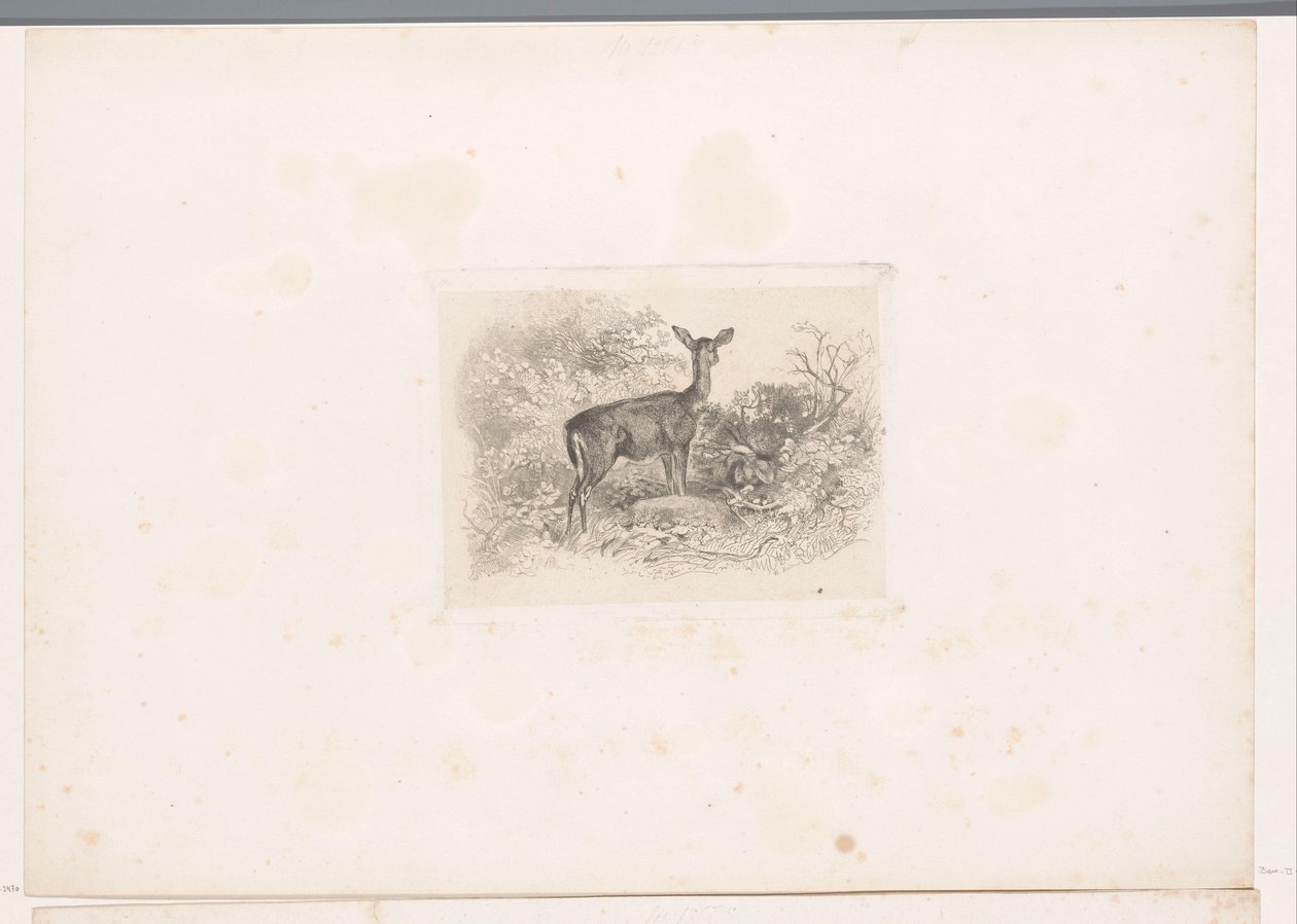 Hindu v lese Krajiny se zvířaty (název série) od Karl Bodmer