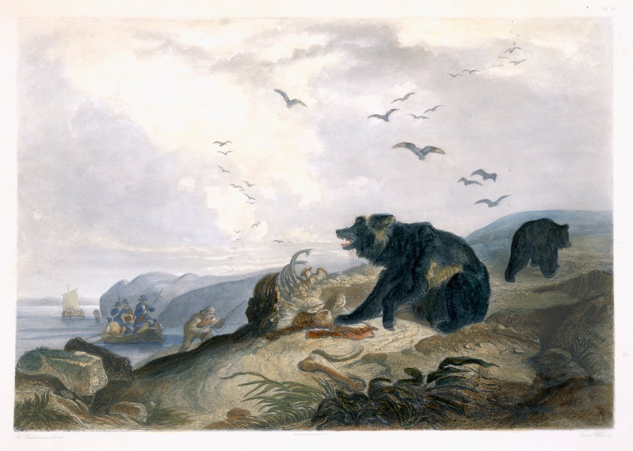 Lov medvěda grizzlyho, deska 36 ze svazku 2 knihy „Cesty ve vnitrozemí Severní Ameriky“, vyryl Lucas Weber, 1844 (akvatinta) od Karl Bodmer