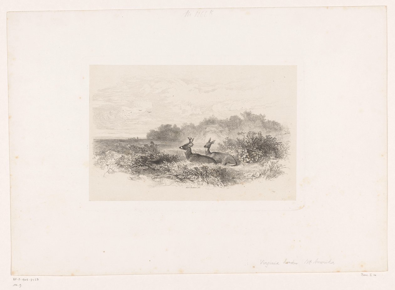Krajina se dvěma jeleny běloocasými Krajiny se zvířaty (název série) od Karl Bodmer