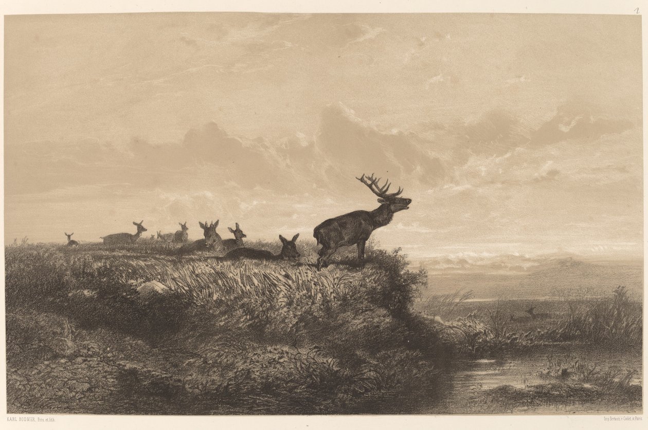 Ráno. Jelen a laně od Karl Bodmer