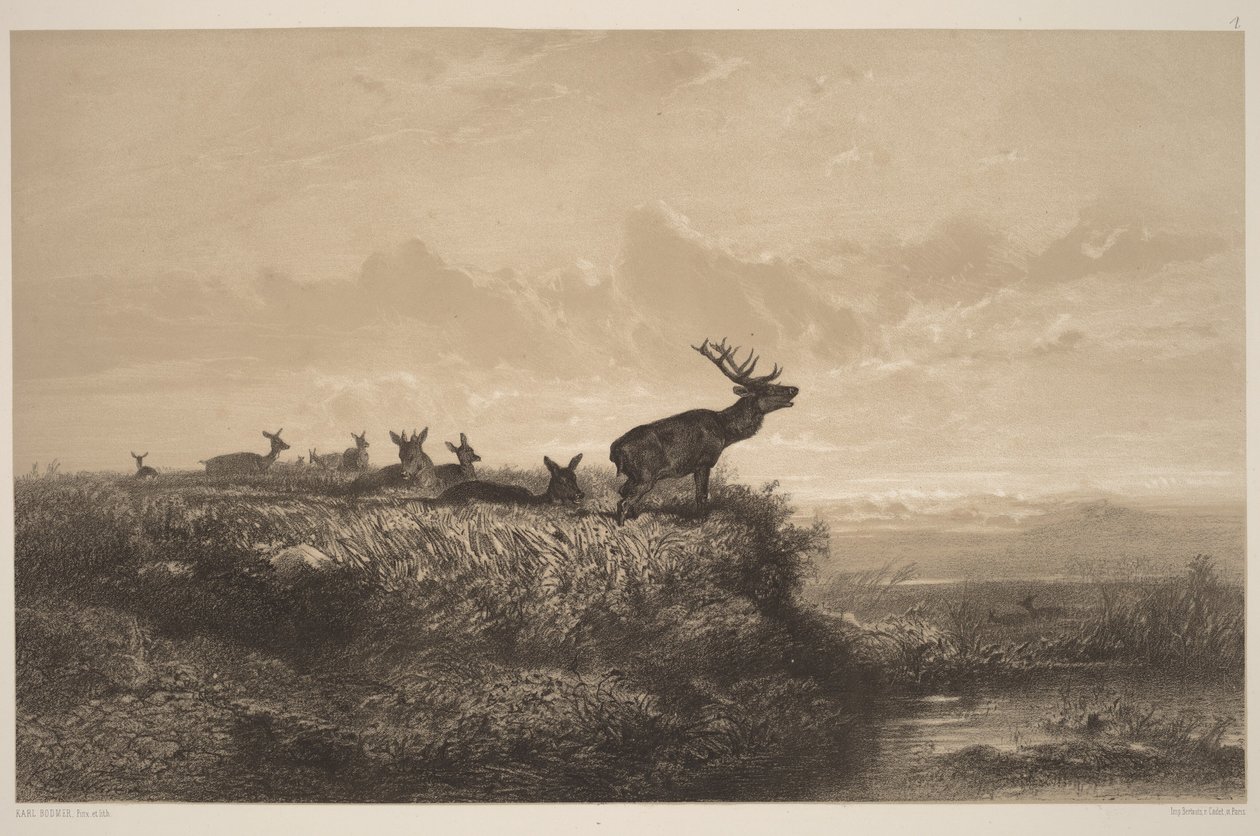 Ráno. Jelen a laně od Karl Bodmer