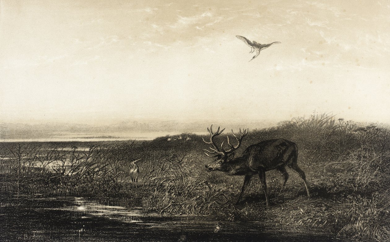 Večer: jelen a volavky od Karl Bodmer