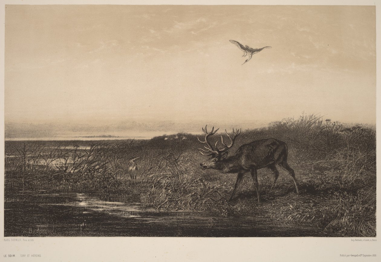 Le Soir.  Jeleni a volavky od Karl Bodmer