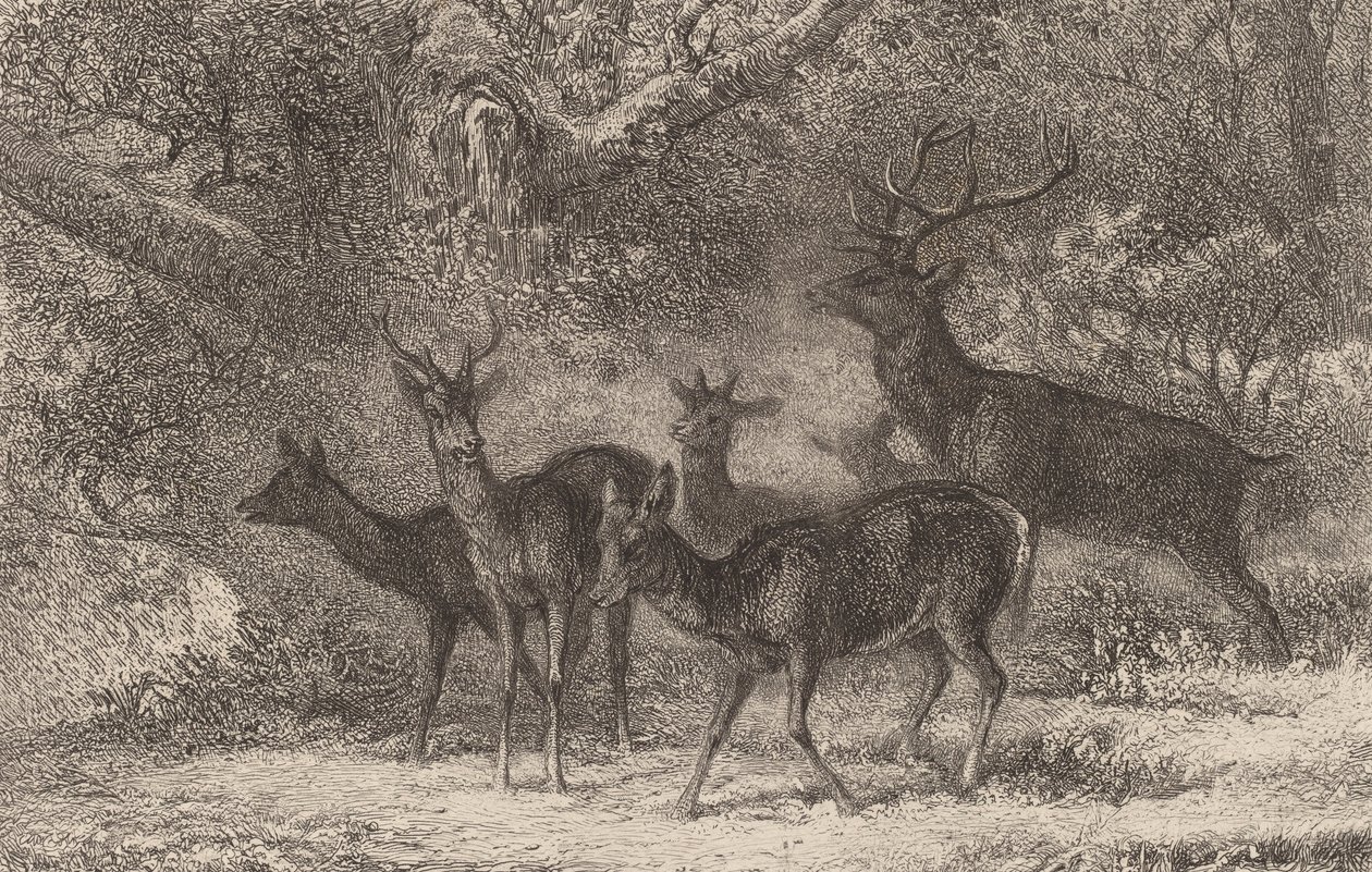 Stádo. od Karl Bodmer