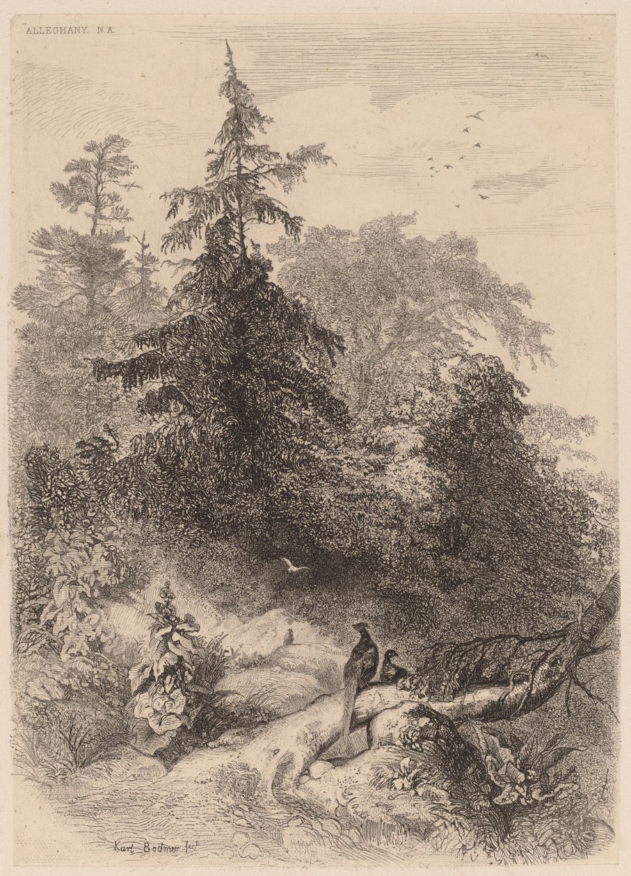 Bažanti od Karl Bodmer