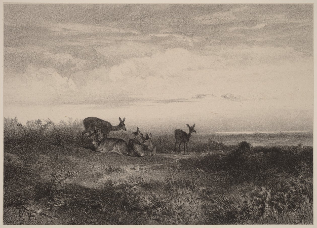 Laně od Karl Bodmer