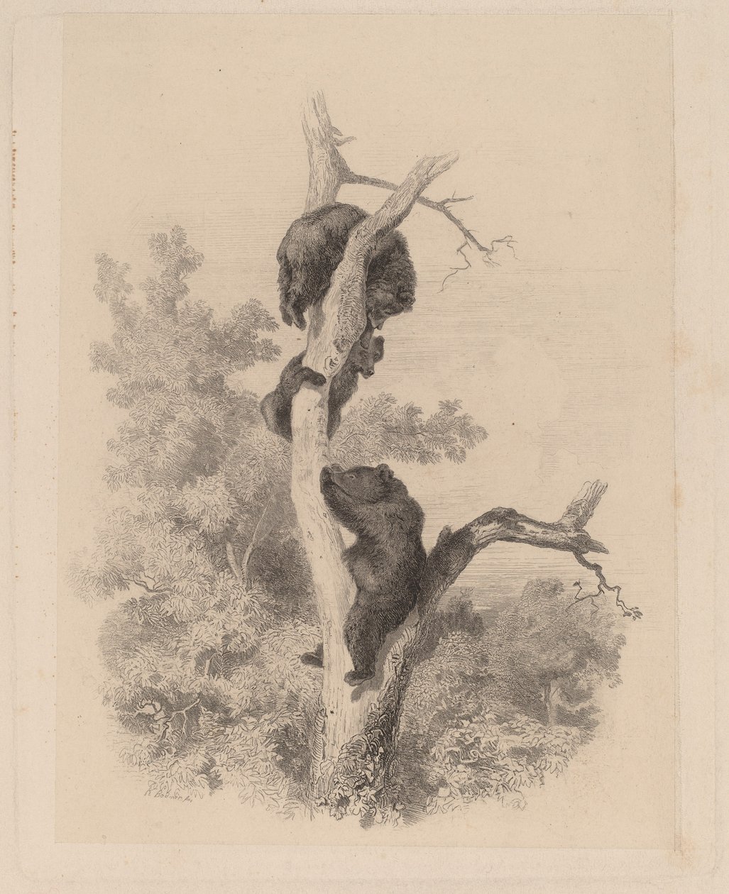 Medvědi od Karl Bodmer