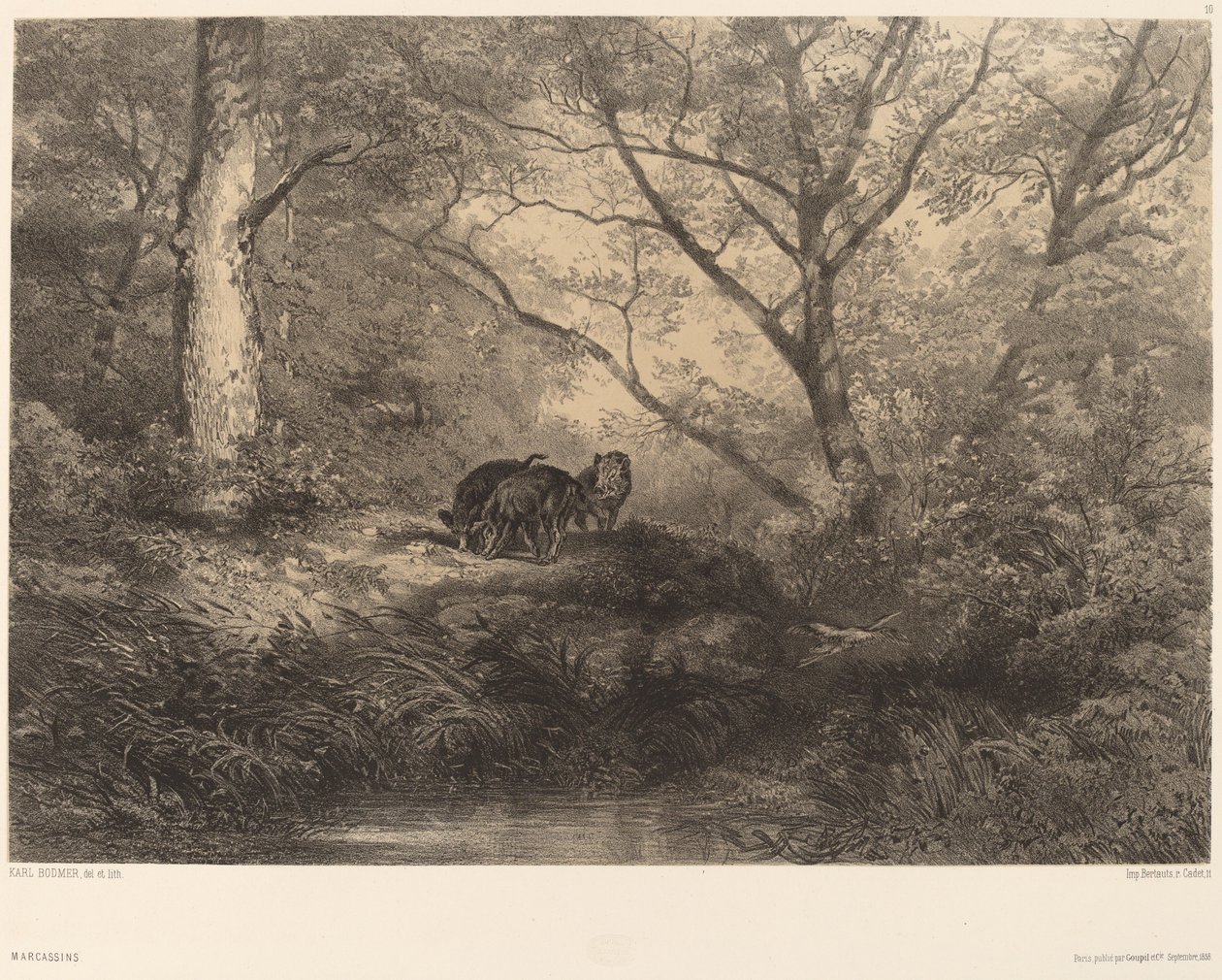 Marcassins. od Karl Bodmer