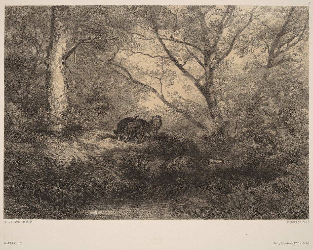 Selata divokého prasete od Karl Bodmer