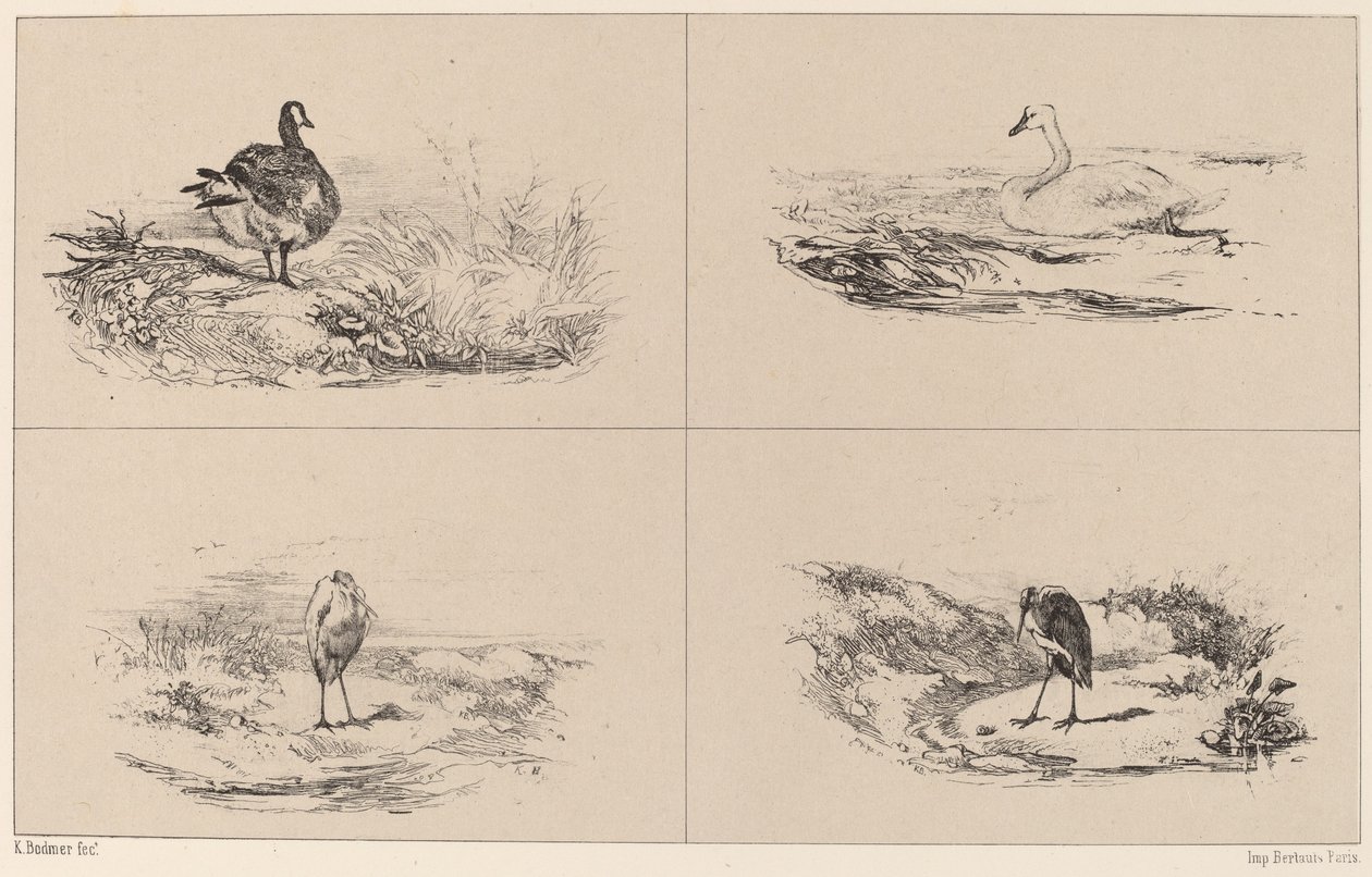 Husy, labutě, volavky od Karl Bodmer