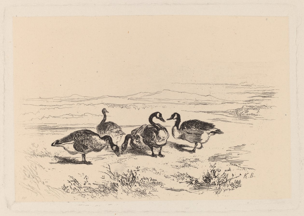 barnacle husy od Karl Bodmer