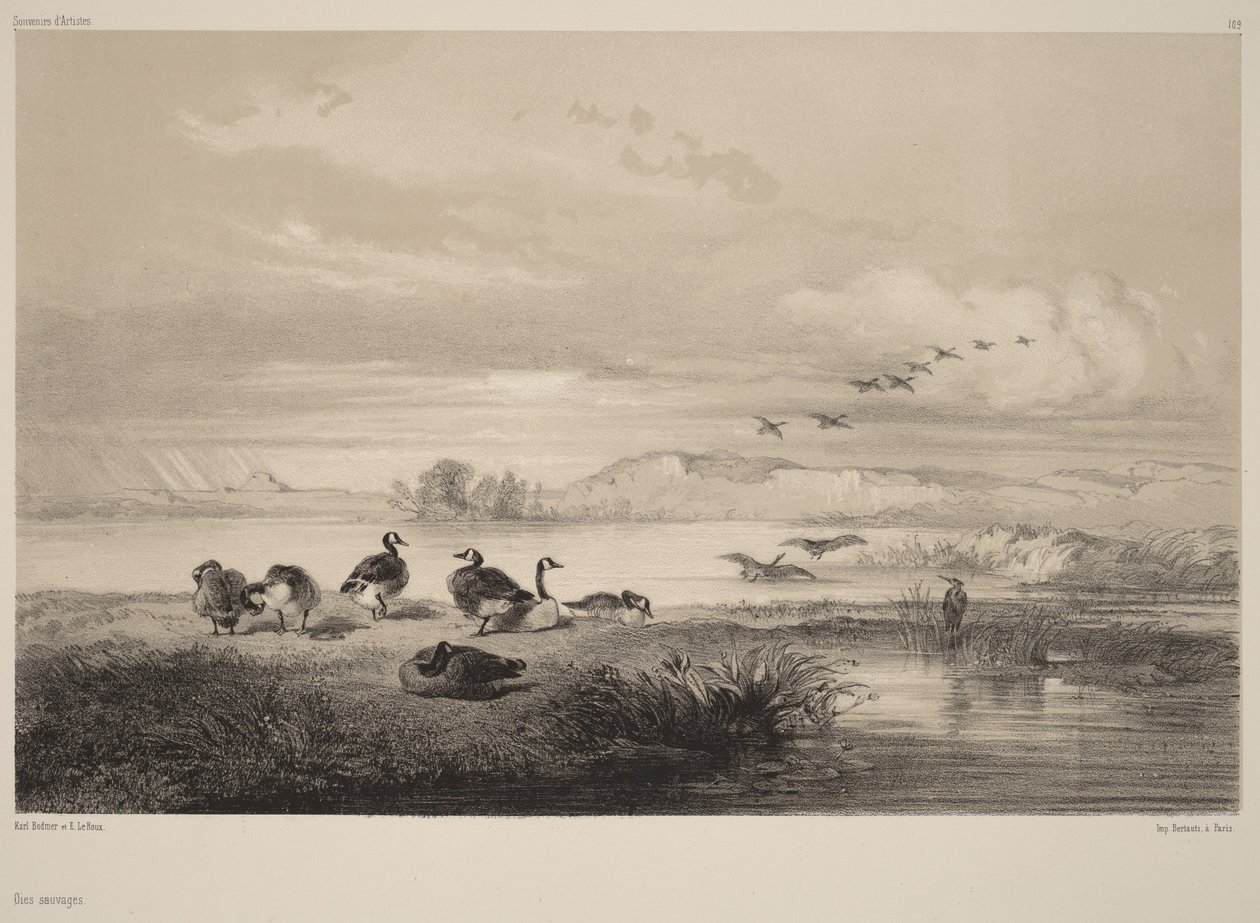 Divoké husy od Karl Bodmer