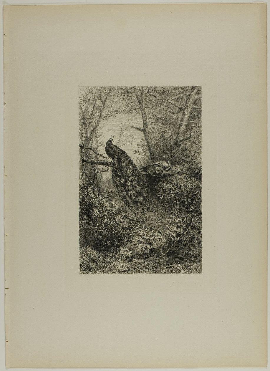 Pávi na větvi od Karl Bodmer
