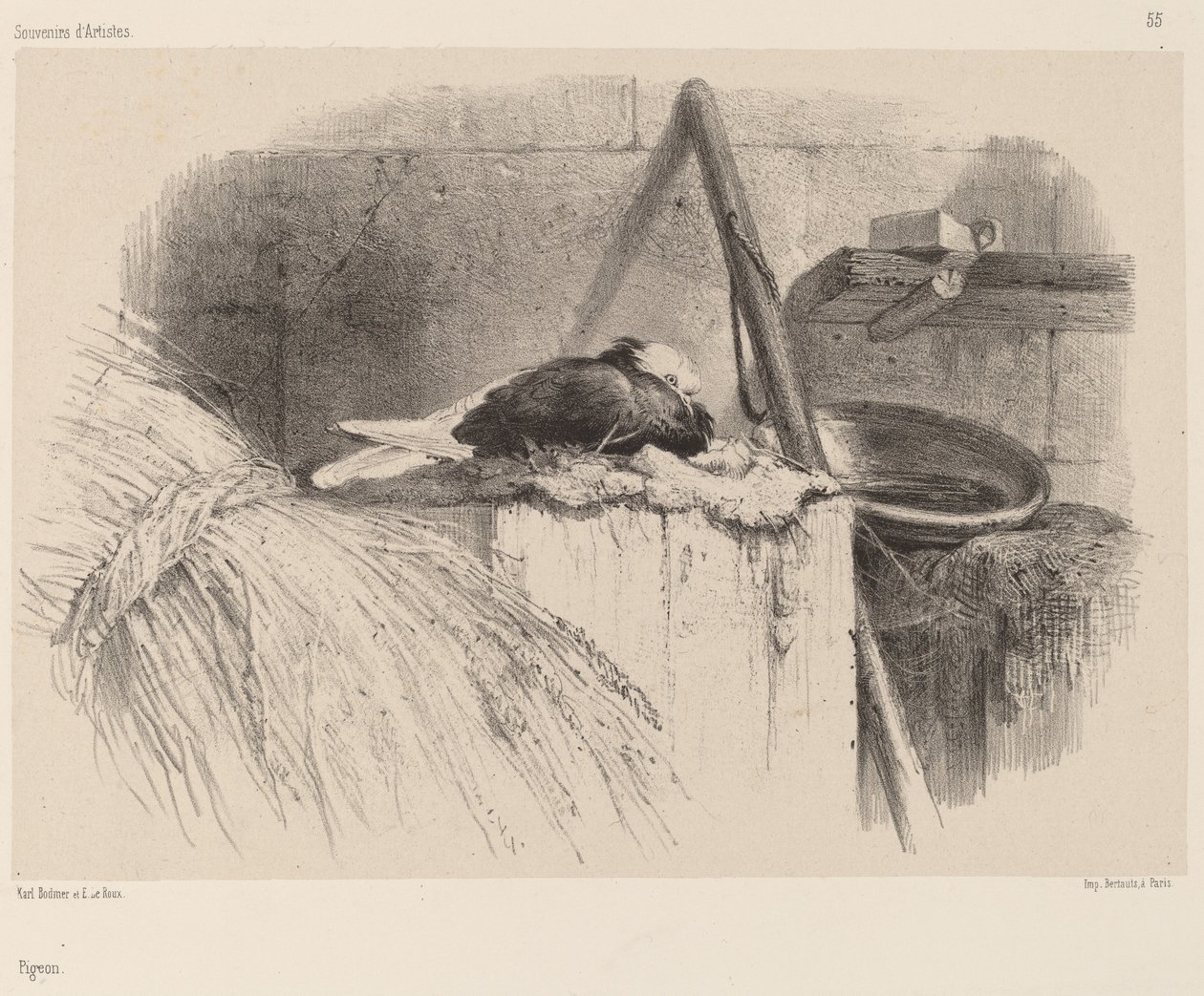 Holub od Karl Bodmer