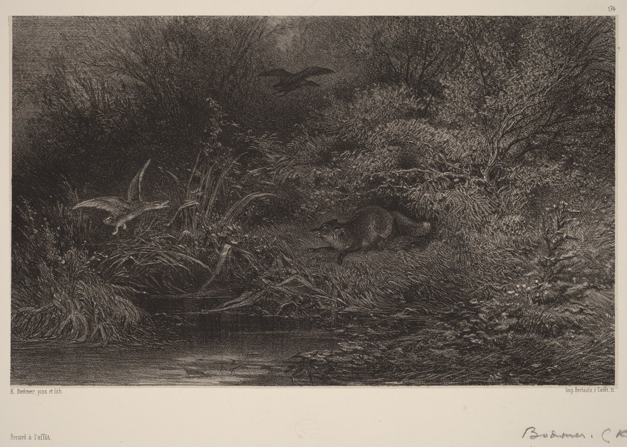 Liška na číhané od Karl Bodmer