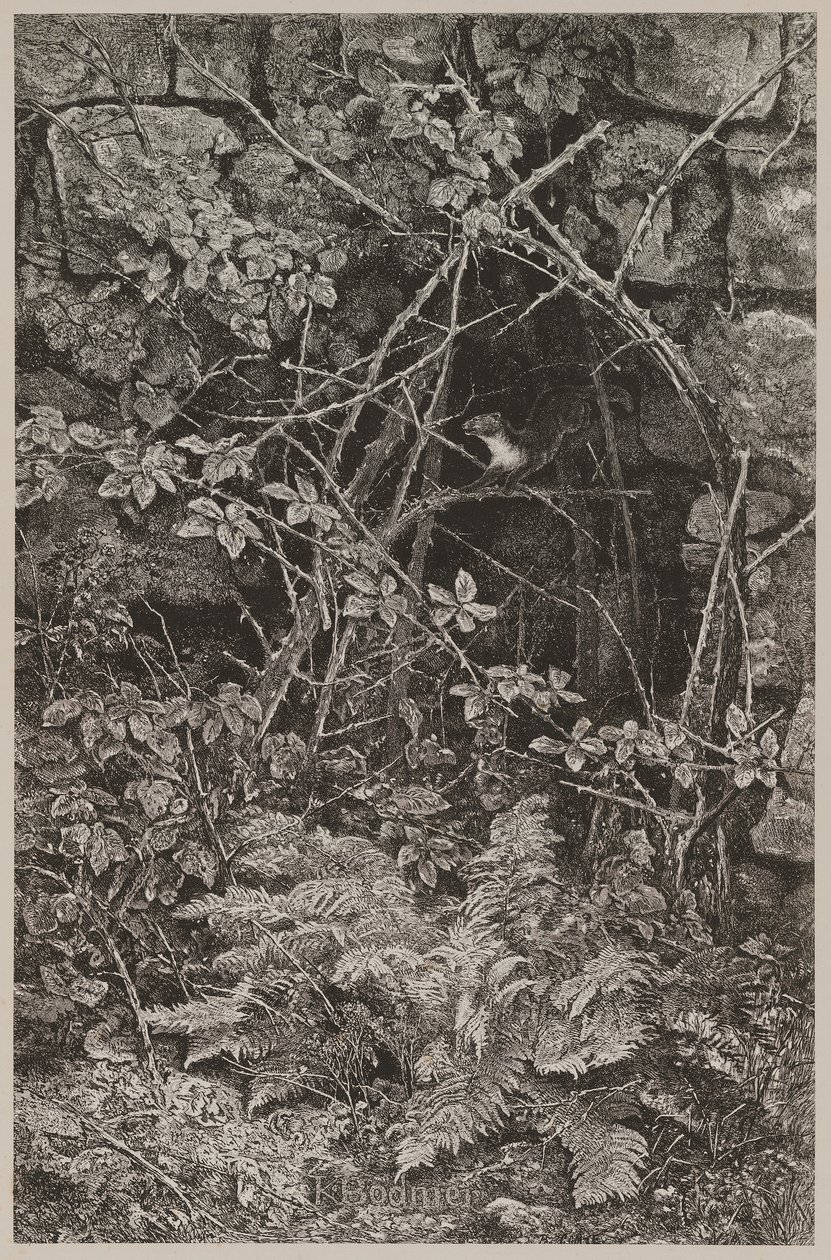 Skákající kuna od Karl Bodmer