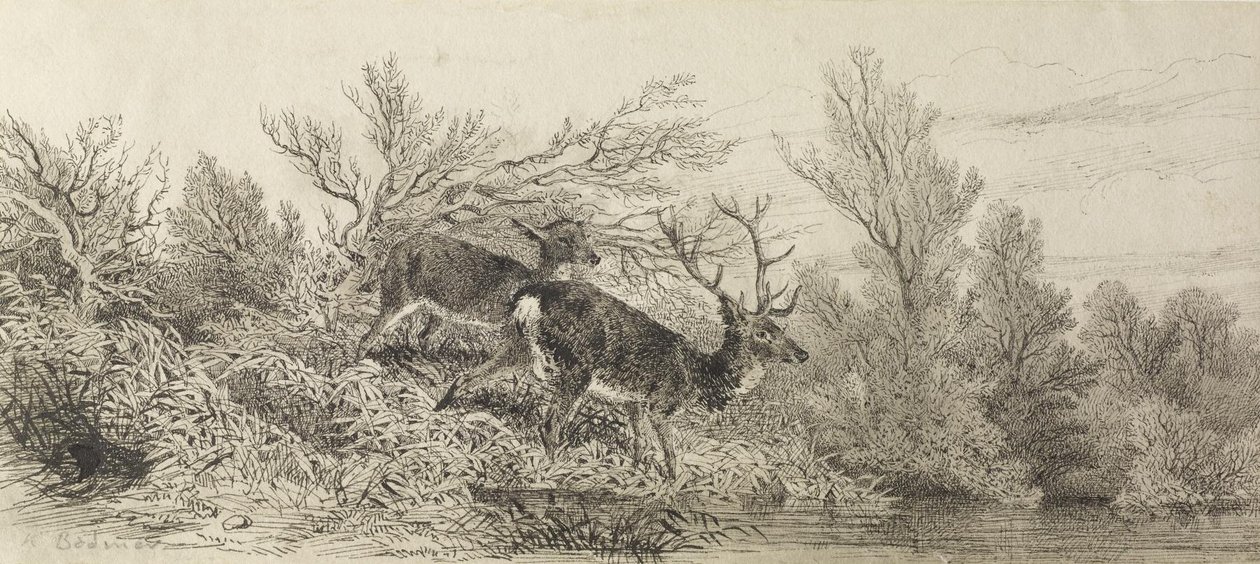 Jelen v lese od Karl Bodmer