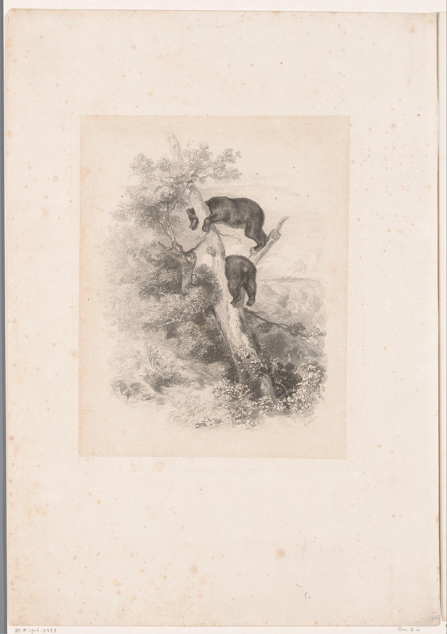 Dva medvědi na stromě Krajiny se zvířaty (název série) od Karl Bodmer