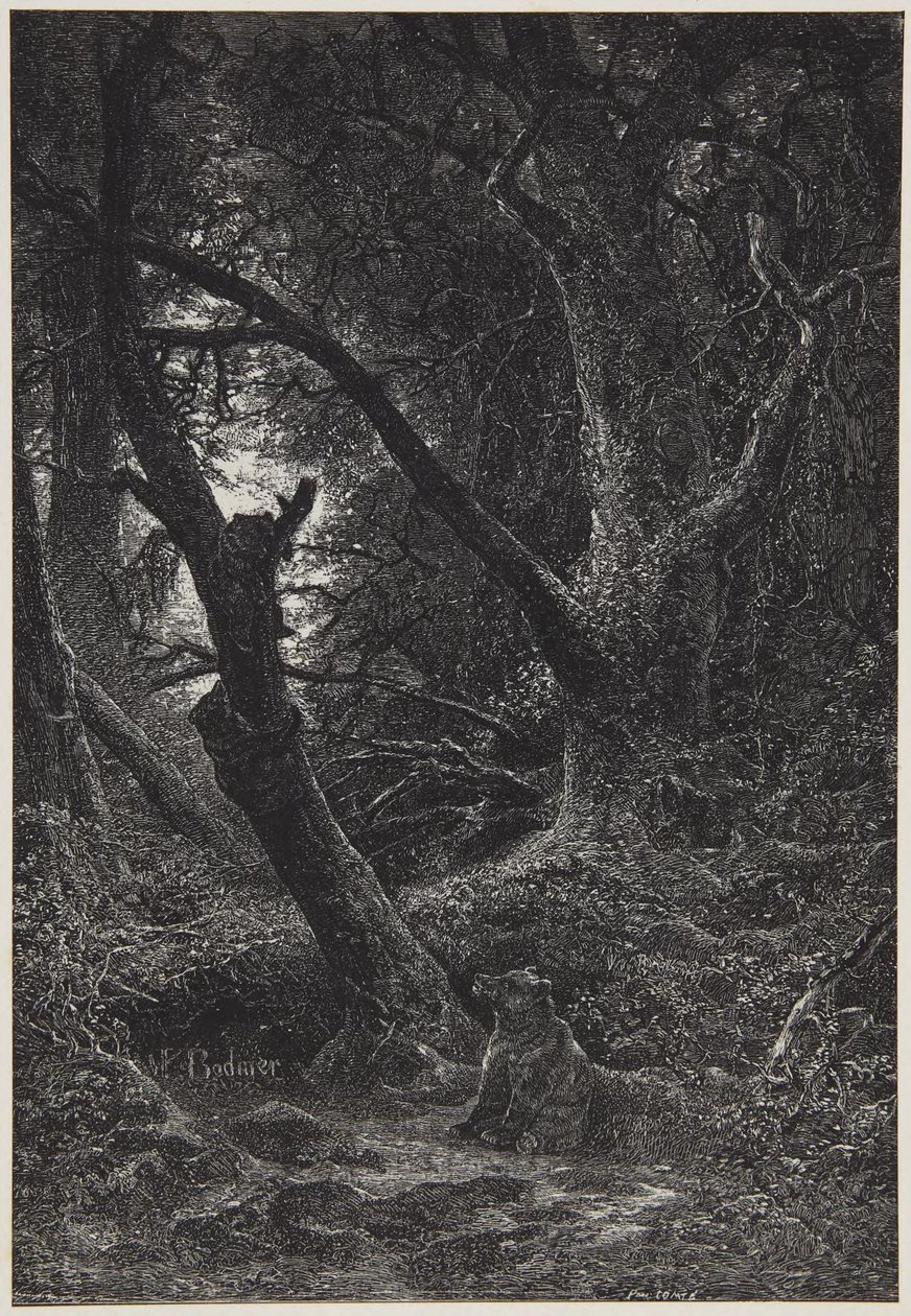 Dva medvědi v lese od Karl Bodmer