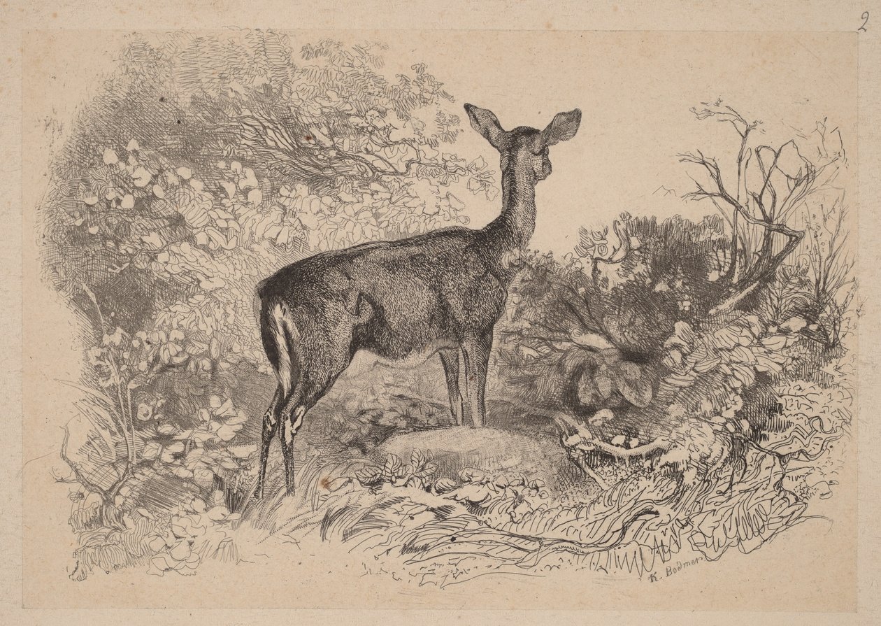 Lanička od Karl Bodmer