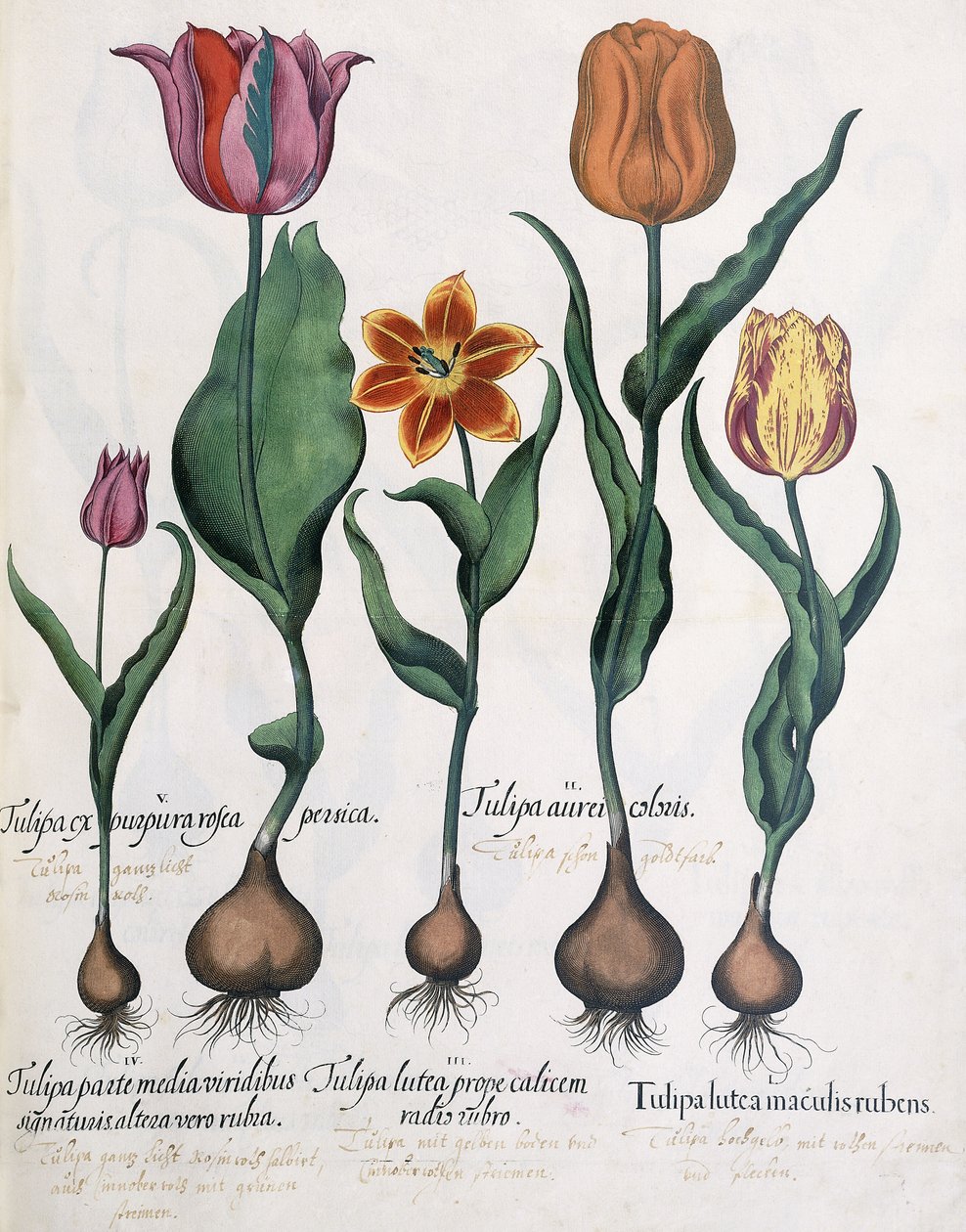 Druhy tulipánů, 1613 od Karl Christian Wilhelm Baron