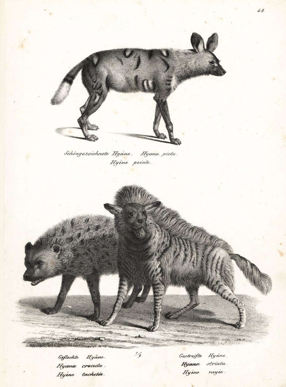 Africký divoký pes, Lycaon pictus, ohrožená, hyena skvrnitá, Crocuta crocuta, a hyena pruhovaná, Hyaena hyaena. Litografie Karla Josepha Brodtmanna z Ilustrované přírodní historie lidí a zvířat Heinricha Rudolfa Schinze od Karl Joseph Brodtmann