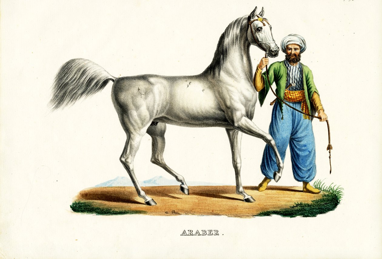 Arabský kůň, 1824 od Karl Joseph Brodtmann