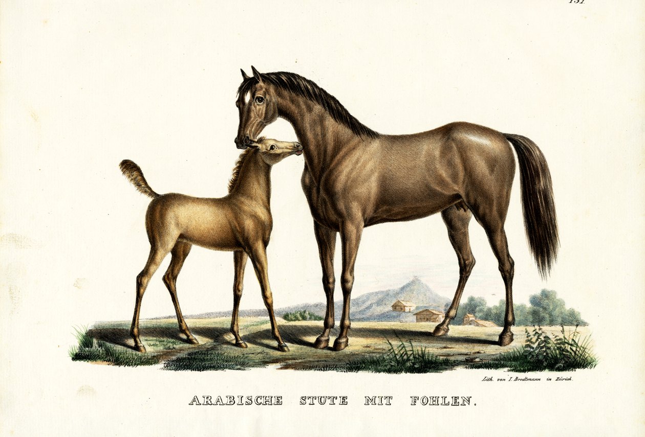 Arabský kůň s drůbeží, 1824 od Karl Joseph Brodtmann