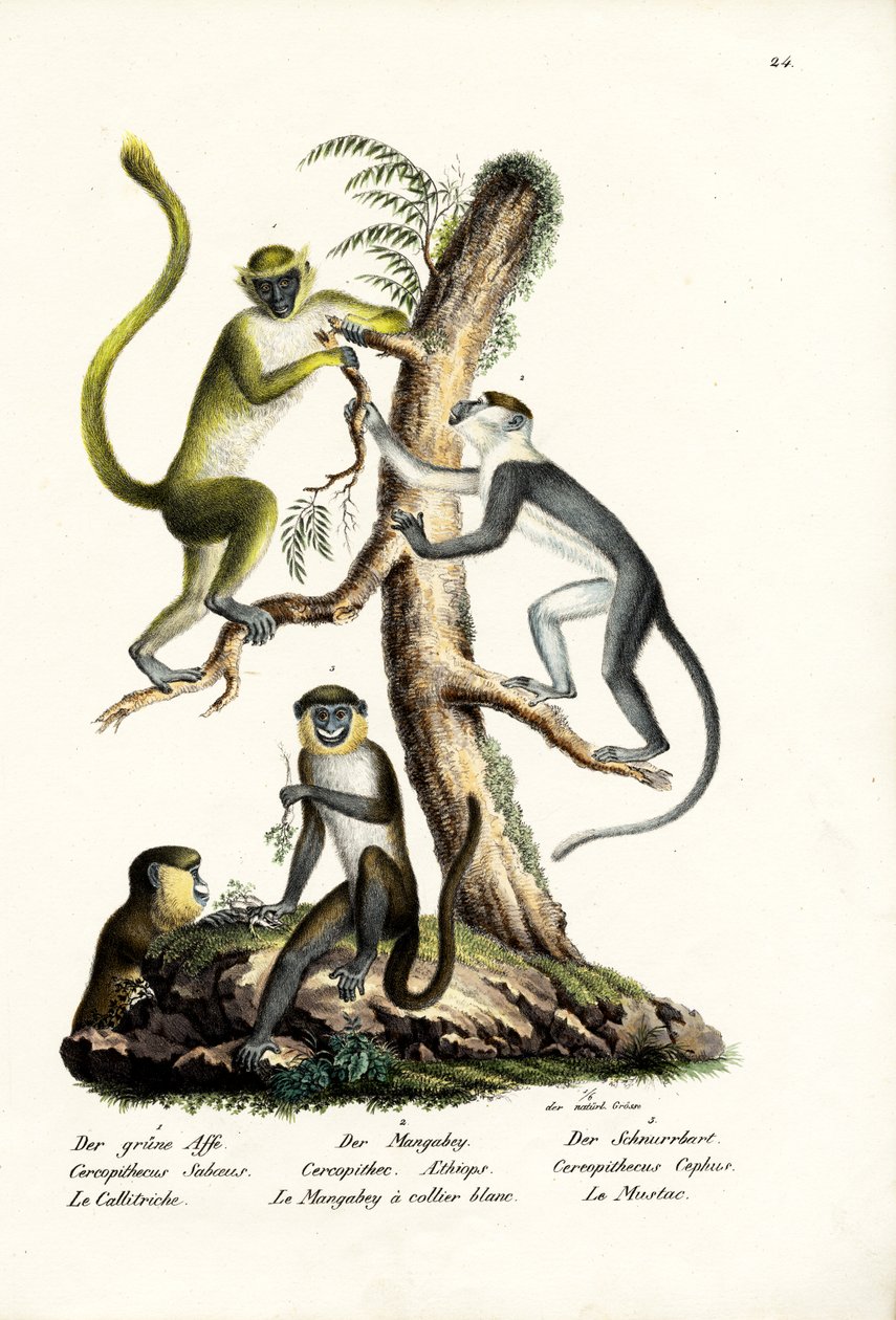 Zelená opice, 1824 od Karl Joseph Brodtmann