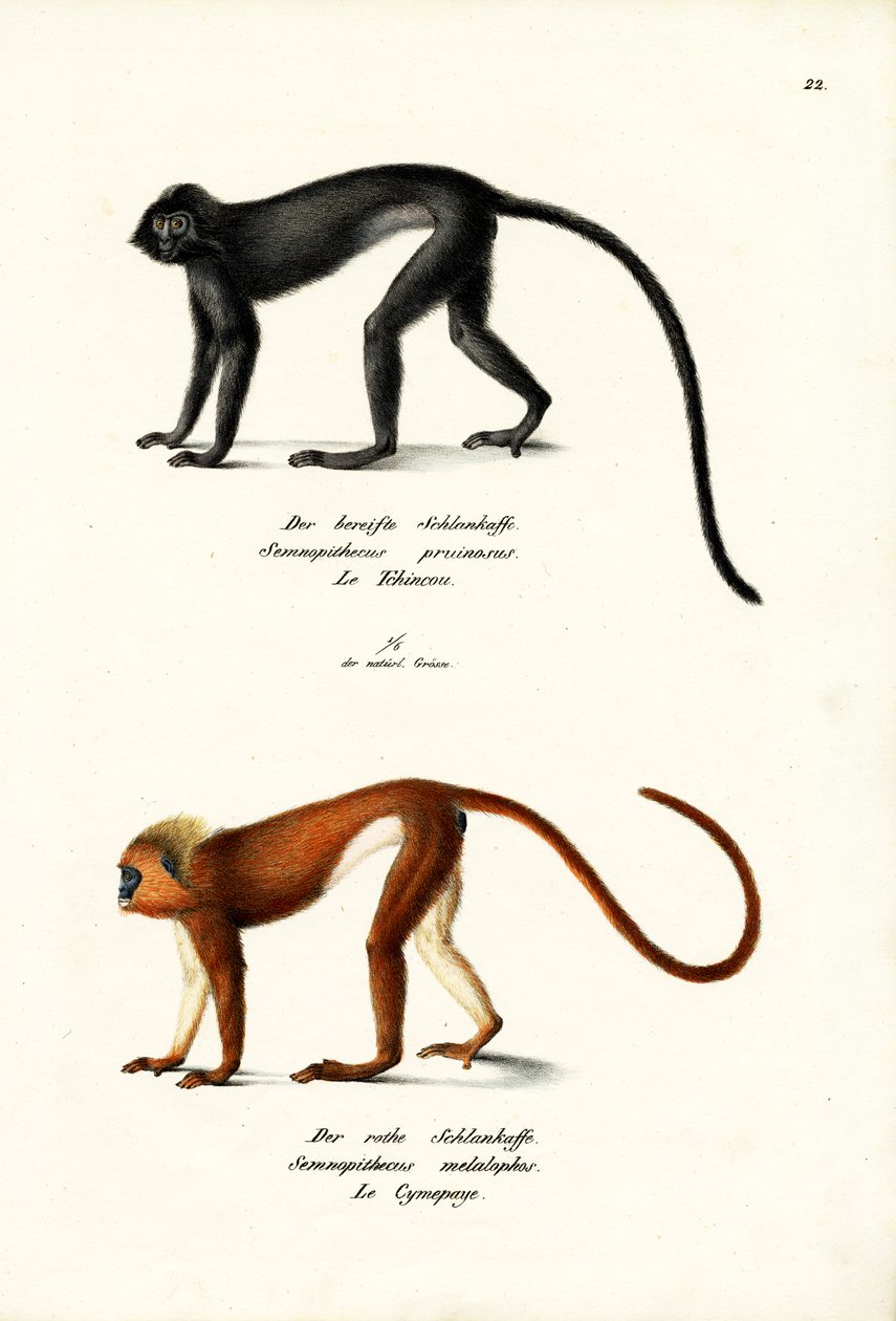 Hanuman Langur, 1824 od Karl Joseph Brodtmann