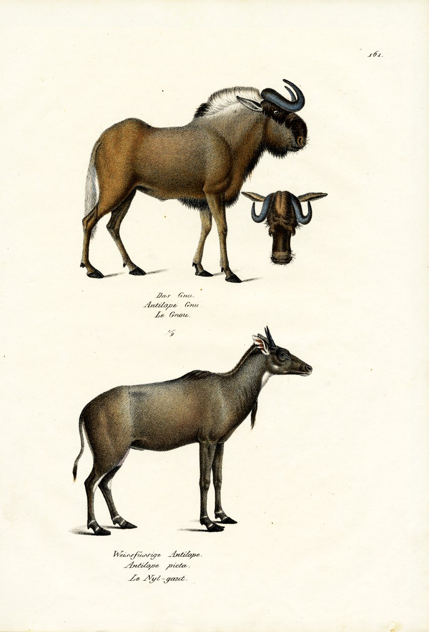 Hartebeest, 1824 od Karl Joseph Brodtmann