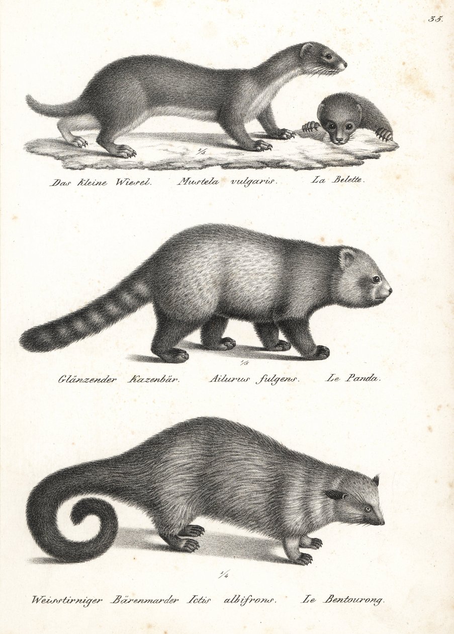 Lasička nejmenší, Mustela nivalis 1, panda červená, Ailurus fulgens 2, zranitelná, a medvědice, Arctictis binturong 3, zranitelná. Litografie Karla Josepha Brodtmanna z Ilustrované přírodní historie lidí a zvířat Heinricha Rudolfa Schinze od Karl Joseph Brodtmann