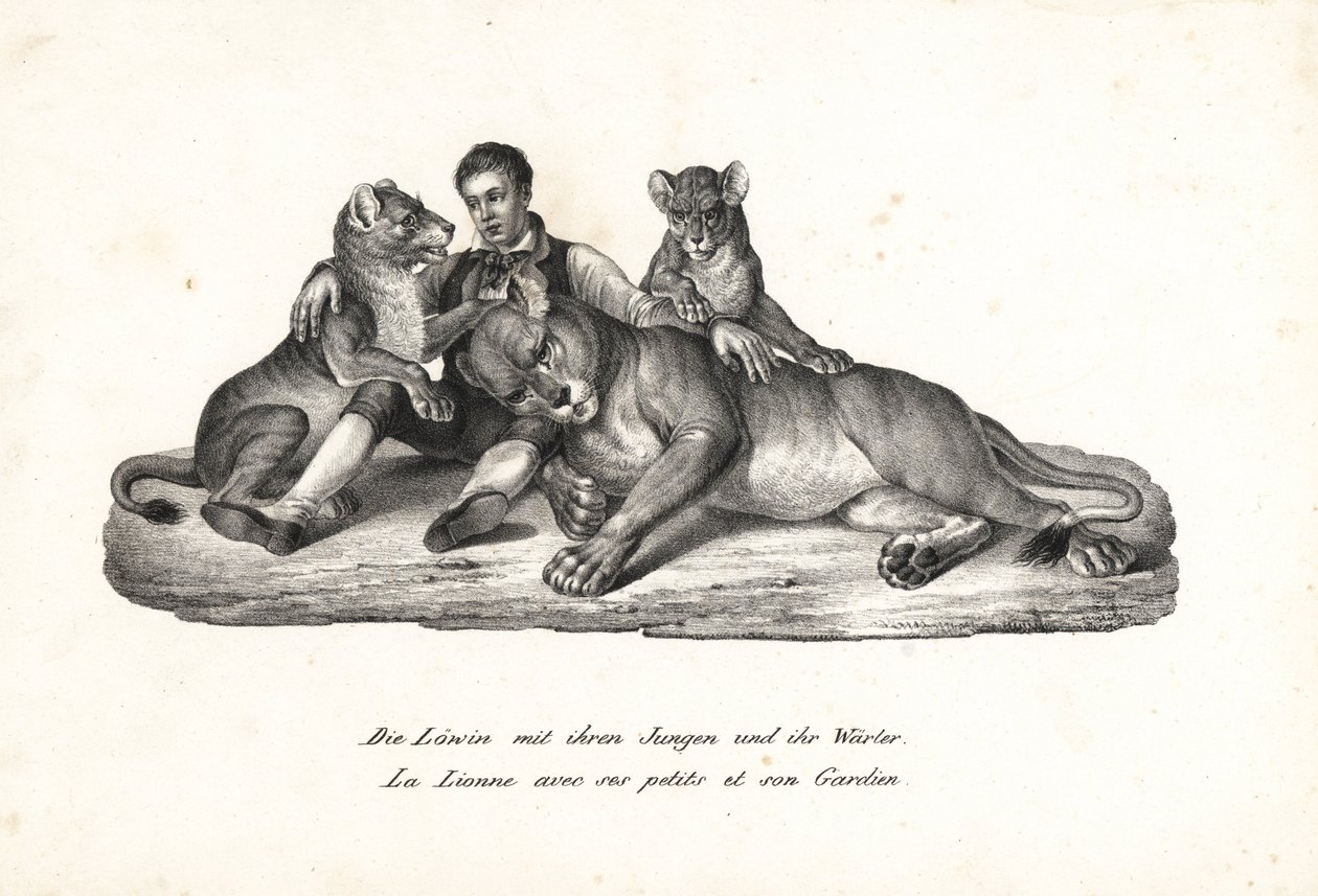 Lvice a mláďata s trenérem, Panthera leo. Litografie Karla Josepha Brodtmanna z Ilustrované přírodní historie lidí a zvířat Heinricha Rudolfa Schinze od Karl Joseph Brodtmann