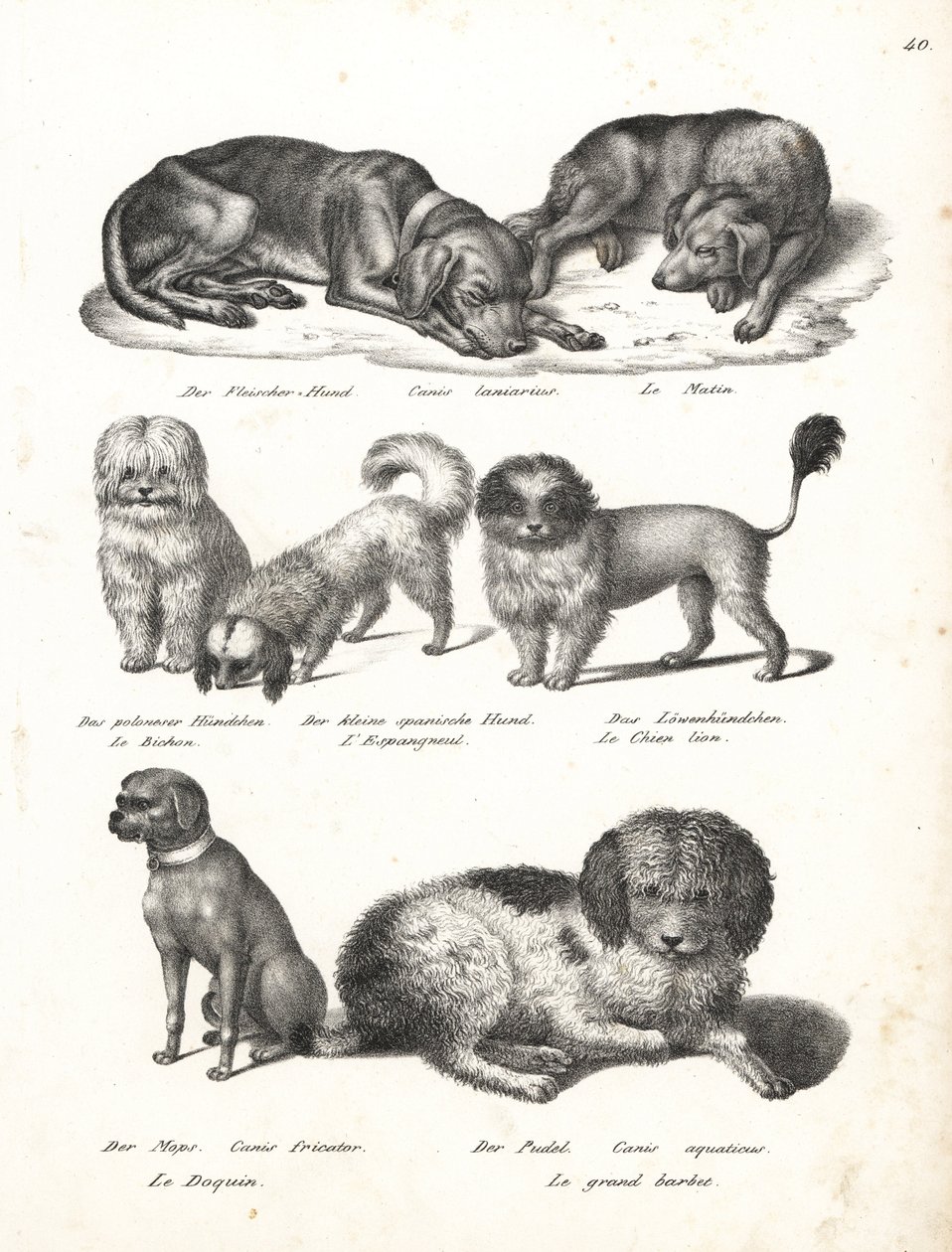 Lurcher nebo matin pes, Canis laniarius, Bichon, španělský pes, čau-čau, mopsí pes, Canis fricator a pudl neboli vodní lovecký pes, Canis aquaticus. Litografie Karla Josepha Brodtmanna z Ilustrované přírodní historie mužů a zvířat Heinricha Rudolfa Schinze od Karl Joseph Brodtmann