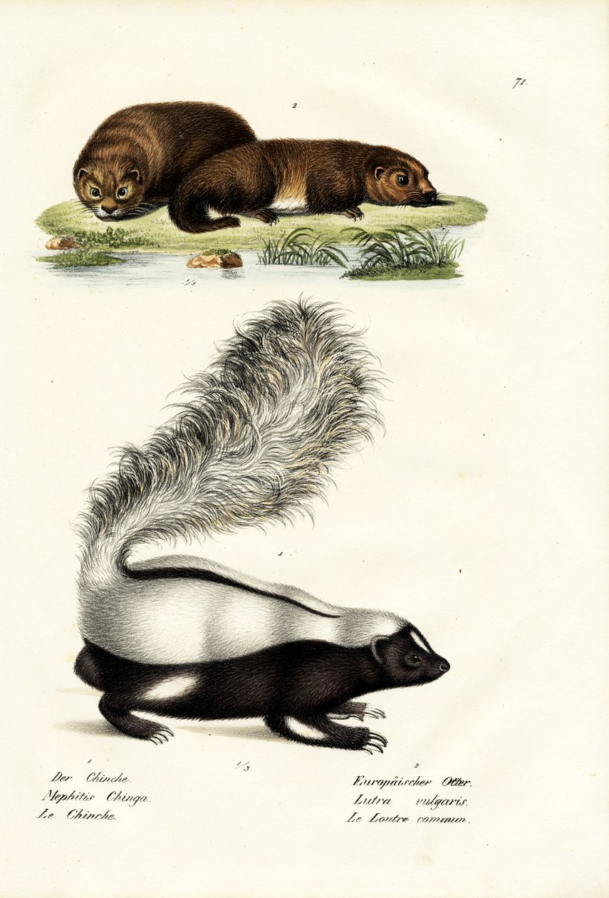 Skunk Molinův, 1824 od Karl Joseph Brodtmann