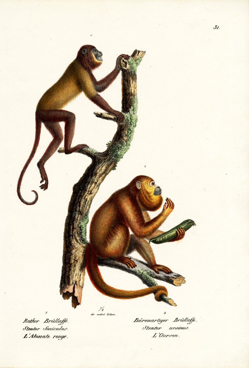 Red Howler Monkeys, 1824 od Karl Joseph Brodtmann