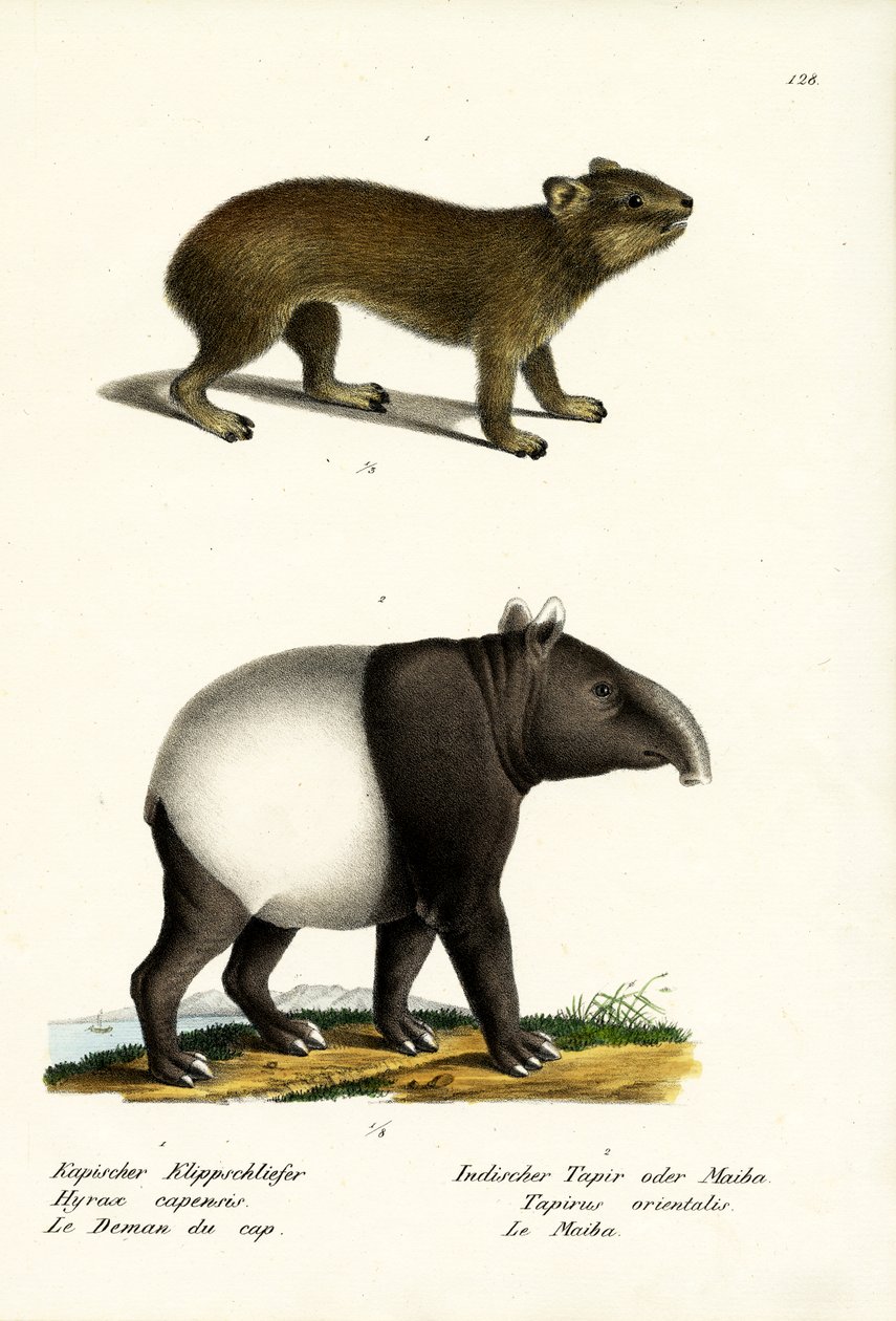 Rock Hyrax, 1824 od Karl Joseph Brodtmann