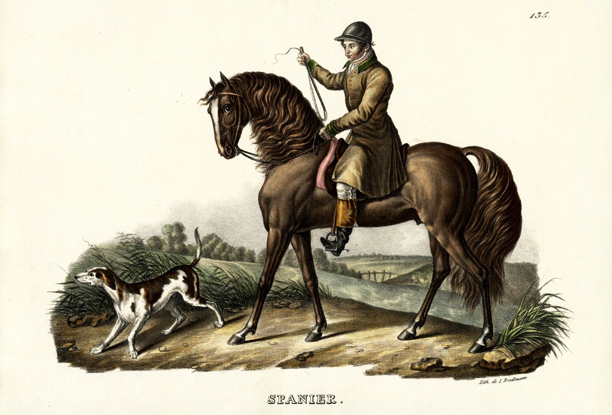 Španělský lovecký kůň, 1824 od Karl Joseph Brodtmann