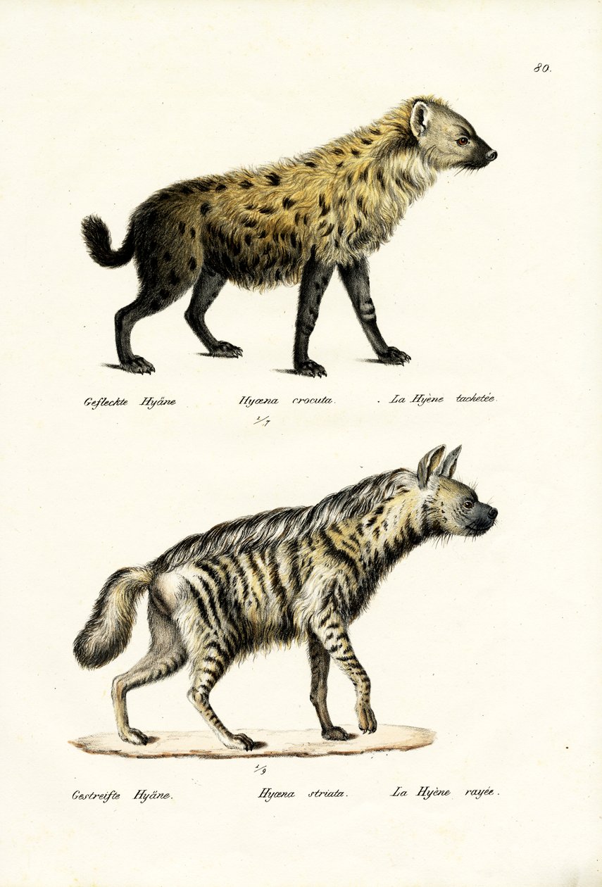 Hyaena skvrnitá, 1824 od Karl Joseph Brodtmann