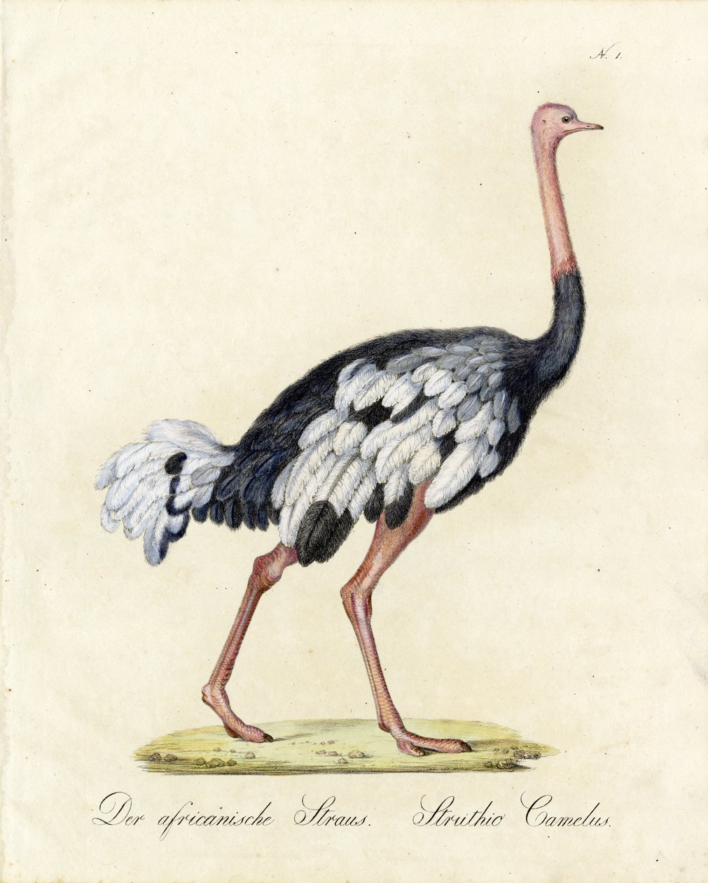  od Karl Joseph Brodtmann