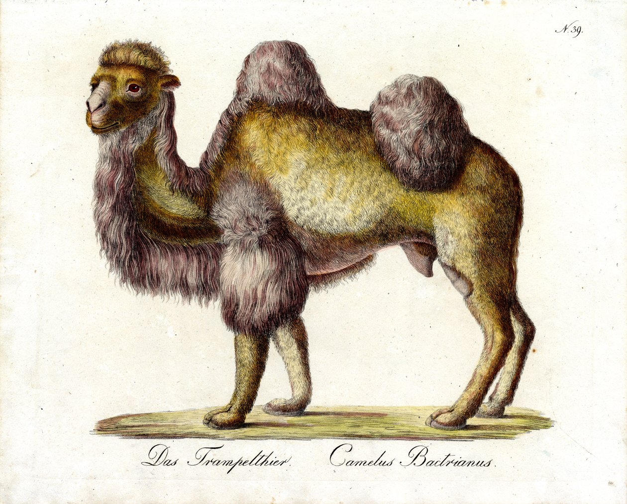  od Karl Joseph Brodtmann