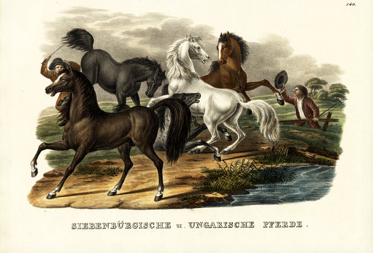 Transylvánští a uherští koně, 1824 od Karl Joseph Brodtmann