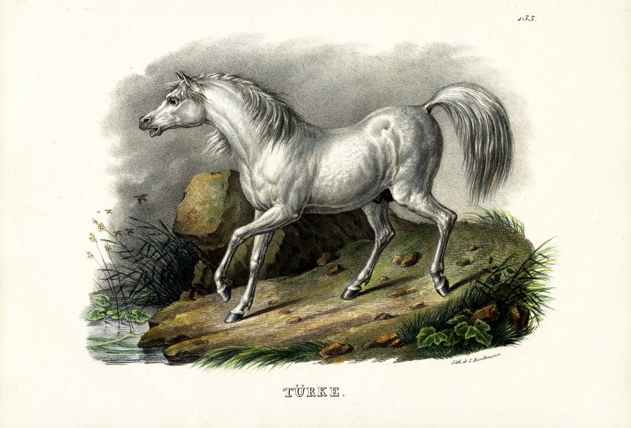 Turecký kůň, 1824 od Karl Joseph Brodtmann
