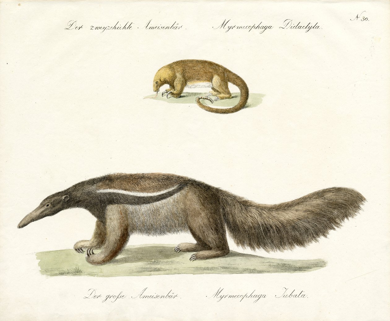  od Karl Joseph Brodtmann