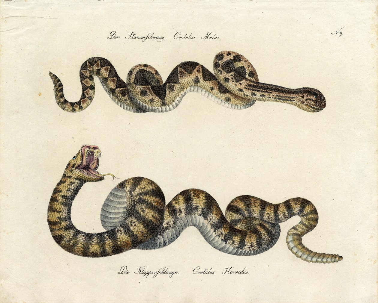  od Karl Joseph Brodtmann