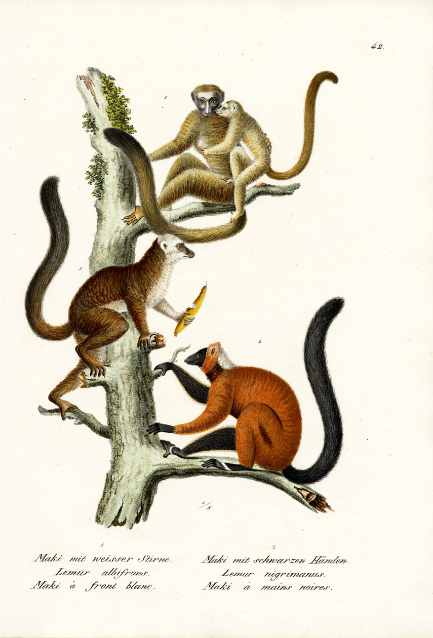 Lemur bílý, 1824 od Karl Joseph Brodtmann
