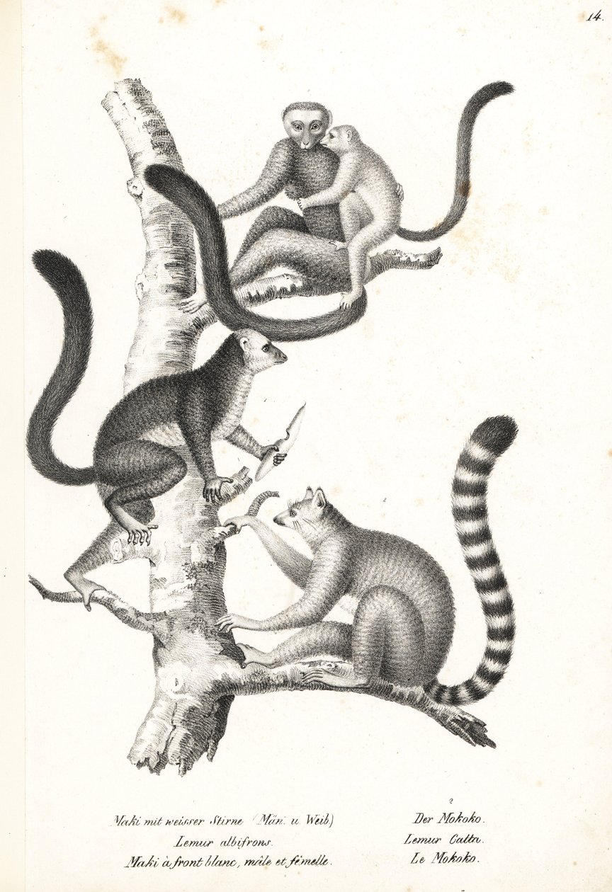 Lemur bělohlavý, Eulemur albifrons, samec a samice, ohrožený 1, a lemur kata, Lemur catta, ohrožený 2. Litografie Karla Josepha Brodtmanna z knihy Heinrich Rudolf Schinz Illustrated Natural History of Men and Animals od Karl Joseph Brodtmann