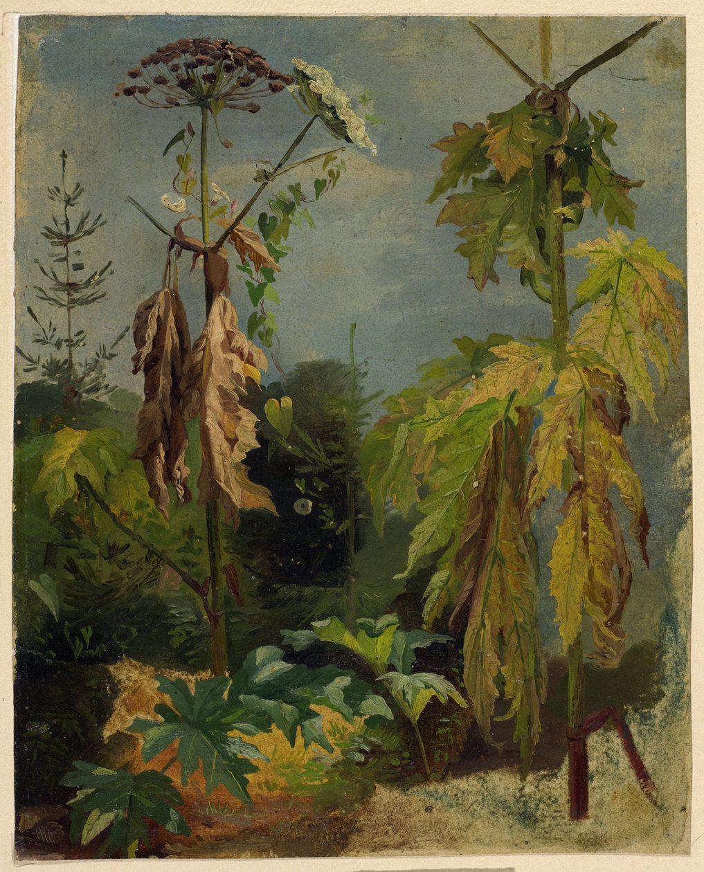 Studie jedlovce od Karl Ludwig Seeger